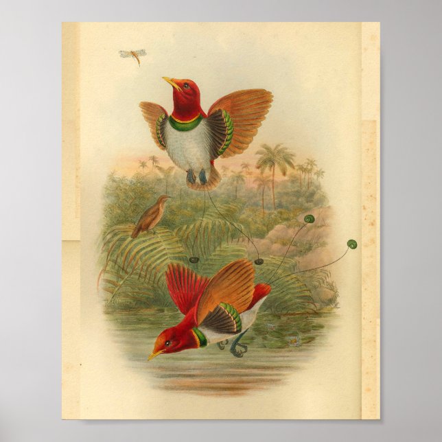 King Birds of Paradise Red Vintage Print (Front)