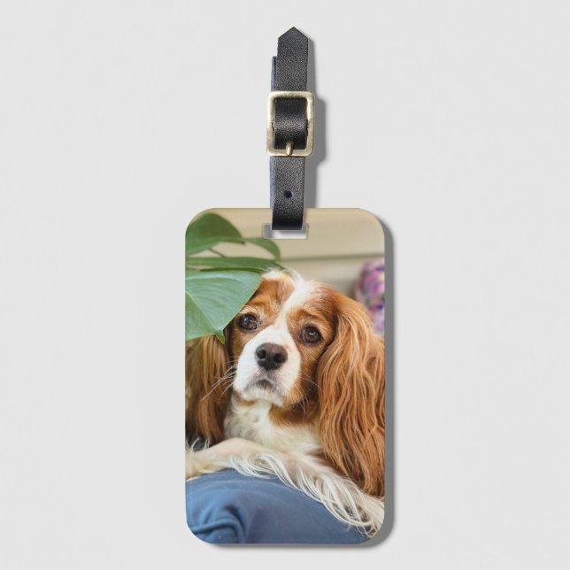  King Charles Cavalier Luggage Tag (Front Vertical)