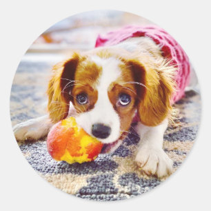 King Charles Cavalier Puppy Sticker