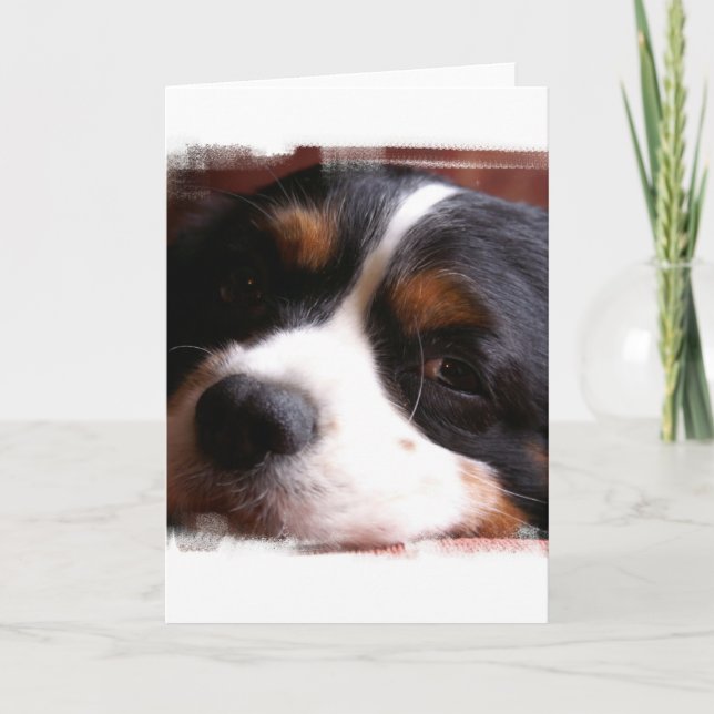 King Charles Cavalier Spaniel Greeting Card (Front)