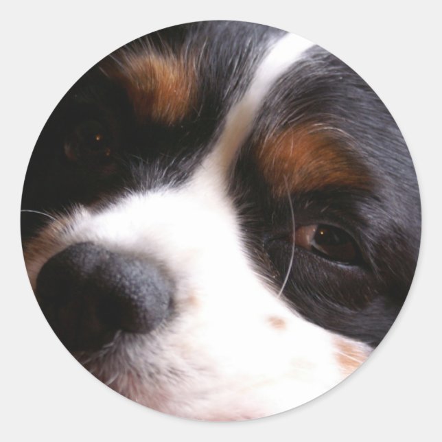 King Charles Cavalier Spaniel Sticker (Front)
