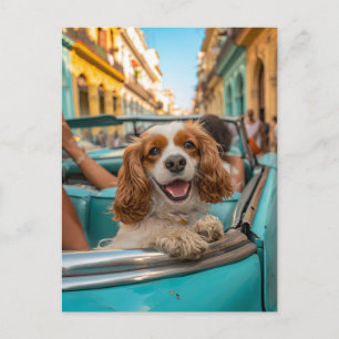 King Charles Cocker Spaniel Takes Selfies in Cuba Holiday Postcard