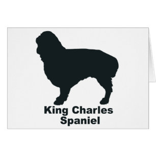 King Charles Spaniel