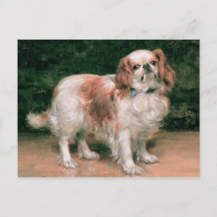 King Charles Spaniel, 1907 Postcard