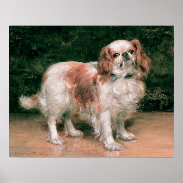 King Charles Spaniel, 1907 Poster (Front)