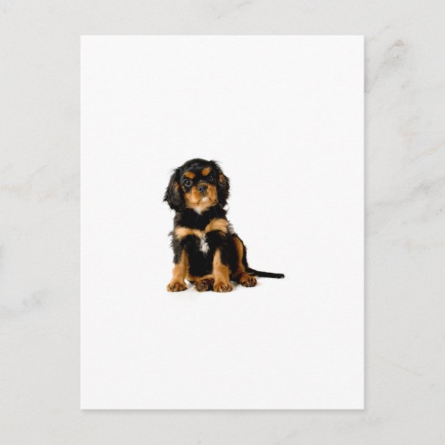 King Charles Spaniel Black & Tan Postcard (Front)
