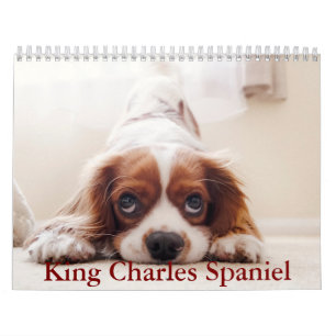 King Charles Spaniel Calendar