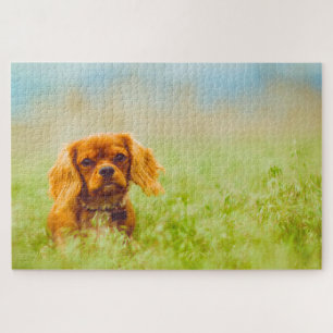 King Charles Spaniel Dog. Jigsaw Puzzle