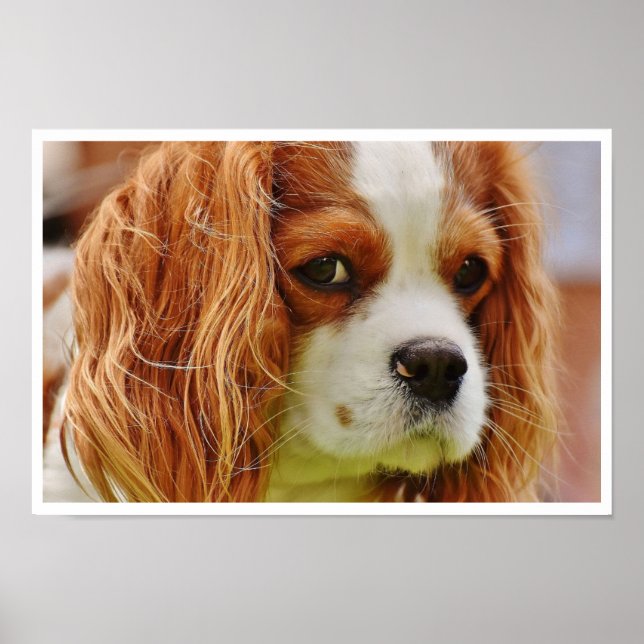 King Charles Spaniel Face Poster (Front)