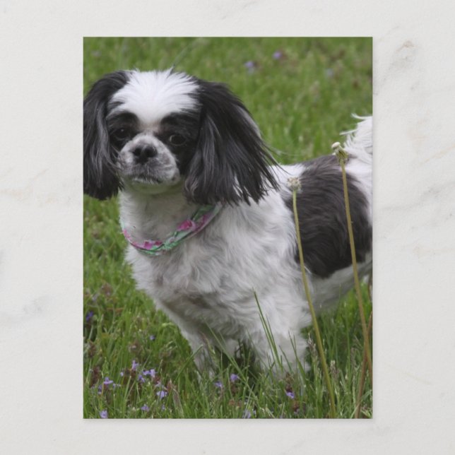 King Charles Spaniel Postcard (Front)