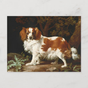 King Charles Spaniel Postcard