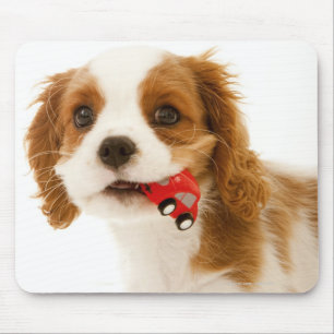 King Charles Spaniel with red car in her mouth. Mouse Pad