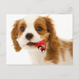 King Charles Spaniel with red car in her mouth. Postcard