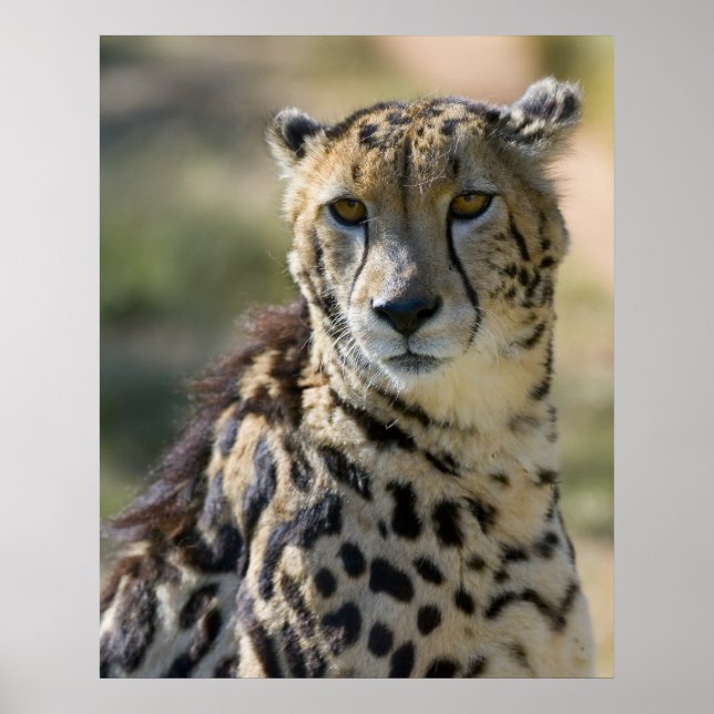 King Cheetah Poster (Front)