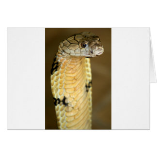 king cobra