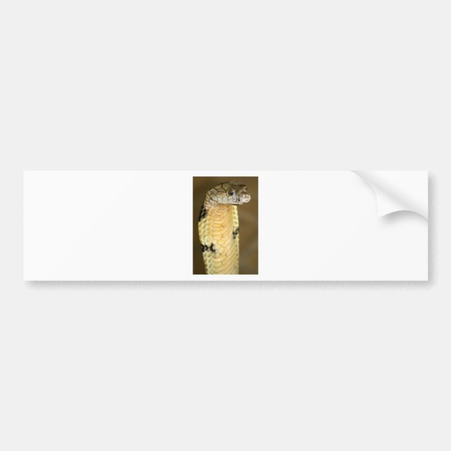 king cobra bumper sticker (Front)