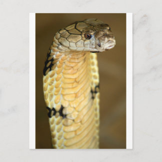 king cobra postcard