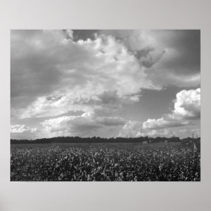 King Cotton Landscape Black & White Poster Print