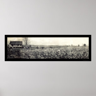 King Cotton Picking Photo 1907 Poster