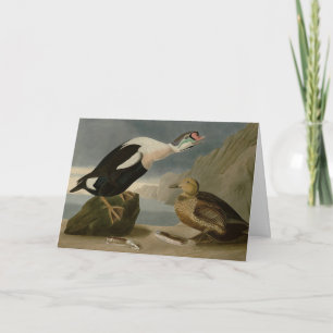 King Duck (King Eider) Audubon's Birds of America Card