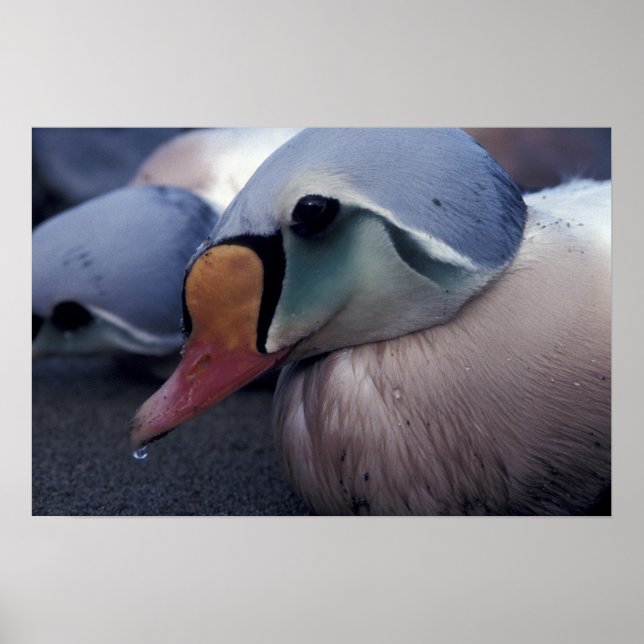 king eider male canvas print (Front)