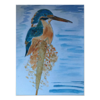 King Fisher Bird Photo Print