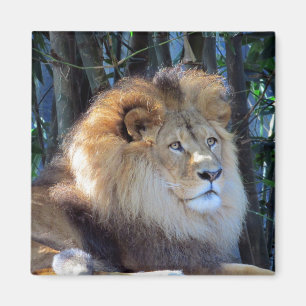 king lion magnet