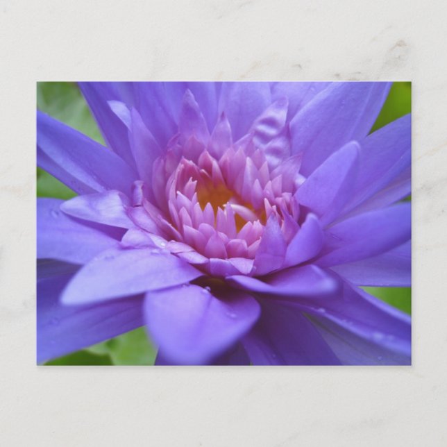 King of Siam Postcard (Front)