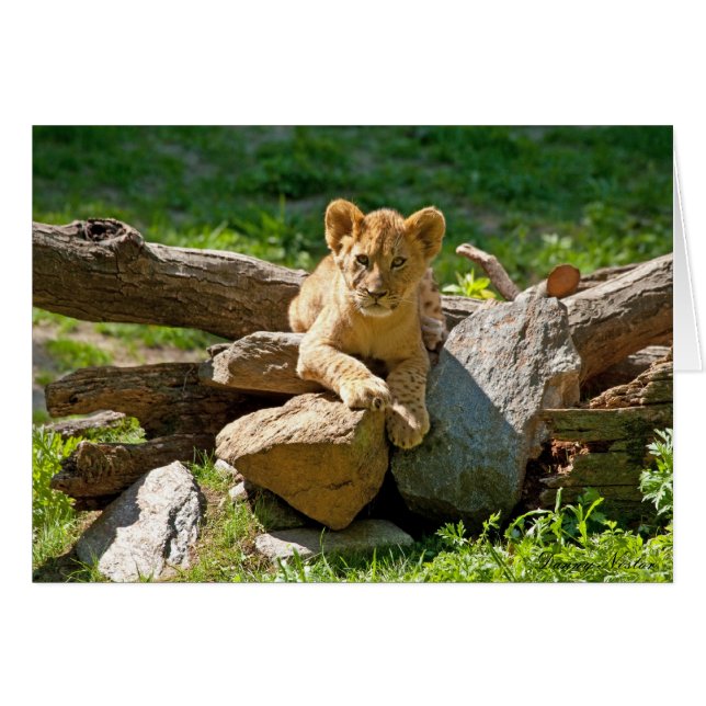 King of the Jungle (Front Horizontal)