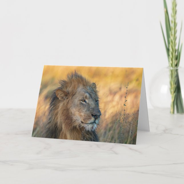 King of the Jungle, Botswana Card (Front)