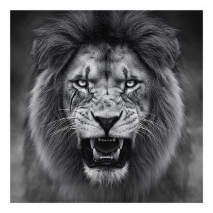 King of the Jungle Photo Print