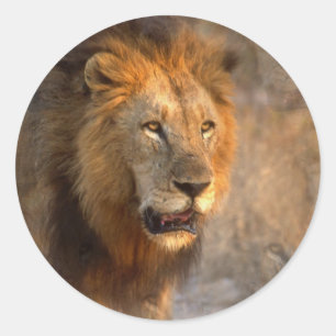 King of the Jungle Sticker