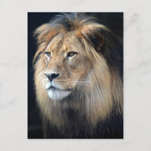 King Of The Jungle Two Lion Postcard