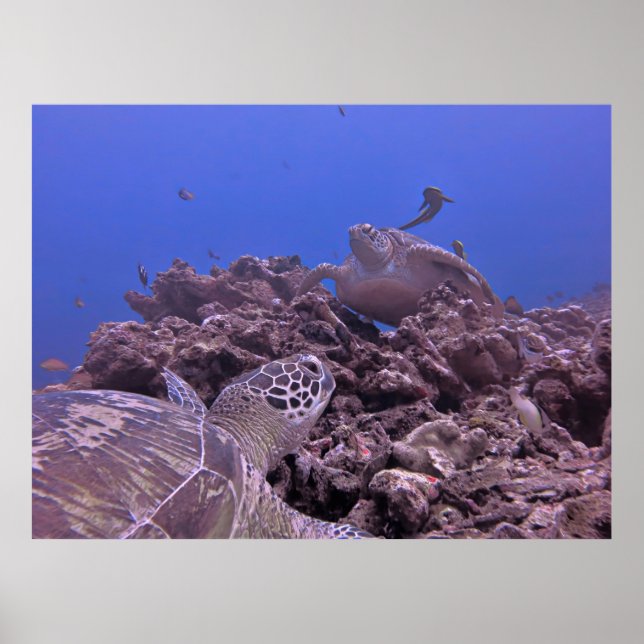 King of the Reef 2 Poster (Front)