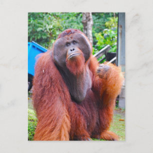 King Orangutan Tom at Camp Leakey Postcard