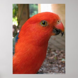 King Parrot - Australian Native Bird Series Poster