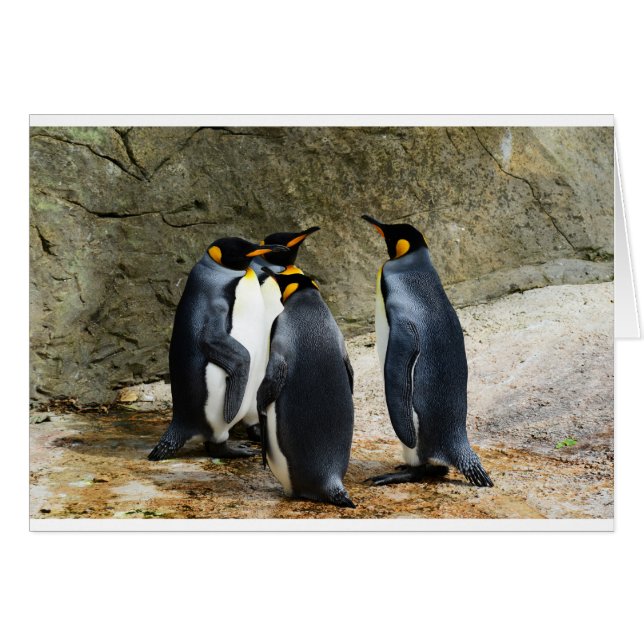 King Penguin (Front Horizontal)