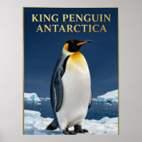🐧 King Penguin Antarctica Wildlife