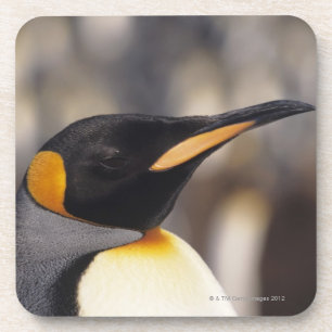King penguin (Aptenodytes patagonicus) Coaster