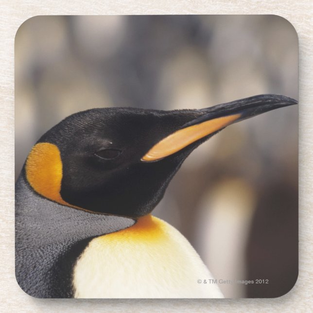King penguin (Aptenodytes patagonicus) Coaster (Front)