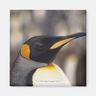 King penguin (Aptenodytes patagonicus) Magnet
