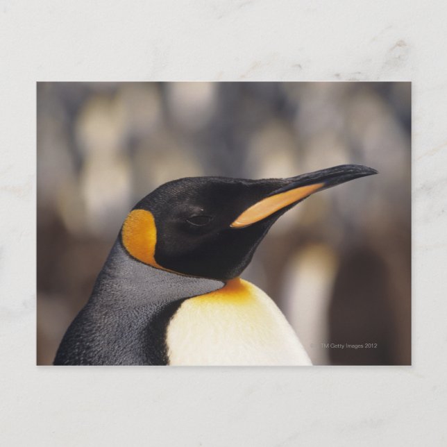 King penguin (Aptenodytes patagonicus) Postcard (Front)