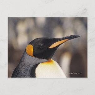King penguin (Aptenodytes patagonicus) Postcard