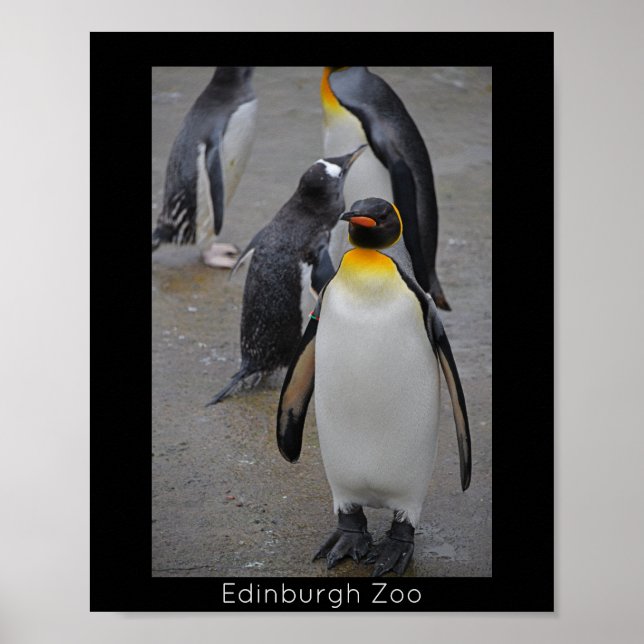 King Penguin & Friends Edinburgh Zoo Scotland Poster (Front)