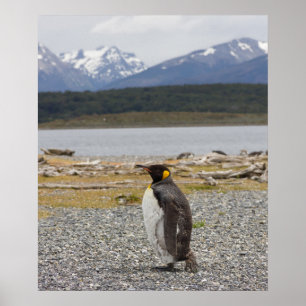 King Penguin, Isla Martillo, Tierra Del Fuego Poster