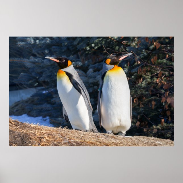 King Penguin Pair Against Wintry Backdrop Poster (Front)
