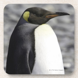 King Penguin, Salisbury Plain, South Georgia Coaster