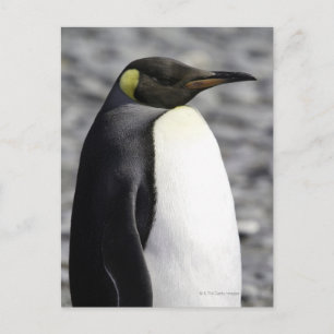 King Penguin, Salisbury Plain, South Georgia Postcard