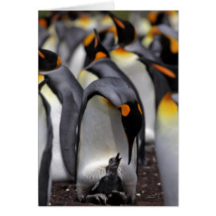 King Penguin with Chick