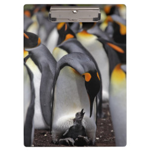King Penguin with Chick Clipboard